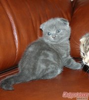Продаются короткошерстные плюшевые котята - британцы и шотландцы.